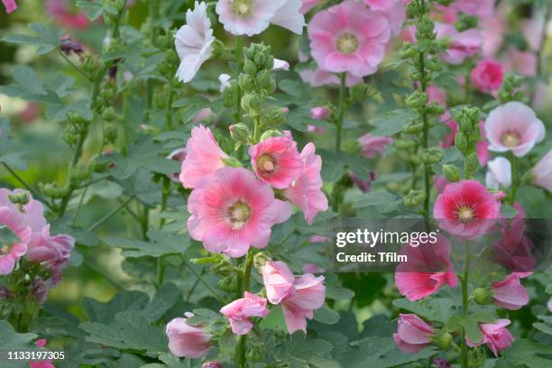 hollyhock, malva (alcea rosea hollyhock) flower, pink flower - hollyhock stock pictures, royalty-free photos & images