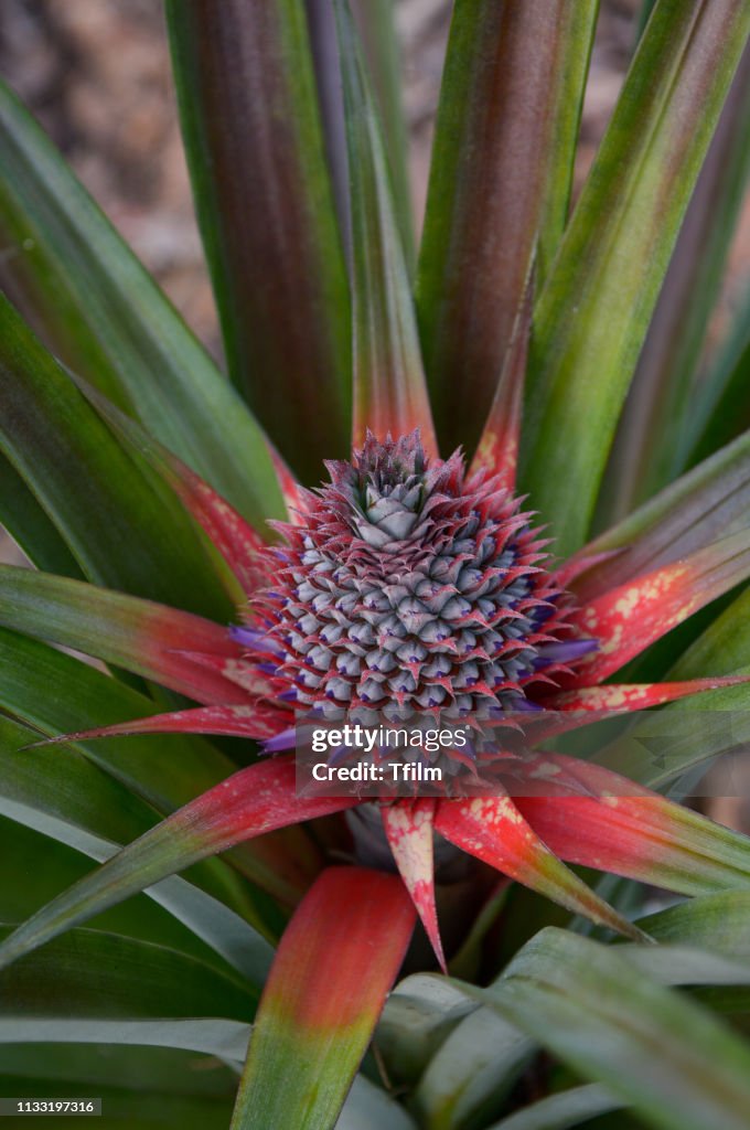 Pineapple flower, Ananas comosus