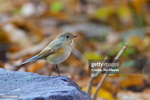 瑠璃鶲 - 森林 stockfoto's en -beelden