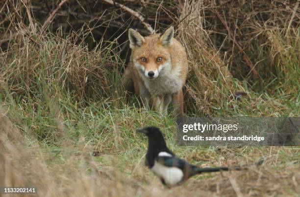3,963 Uk Fox Hunting Stock Photos, High-Res Pictures, and Images ...