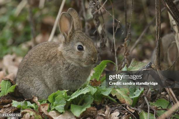 Baby Drawf Rabbit Eating Baby Rabbit Feeding Photos and Premium High Res Pictures - Getty Images