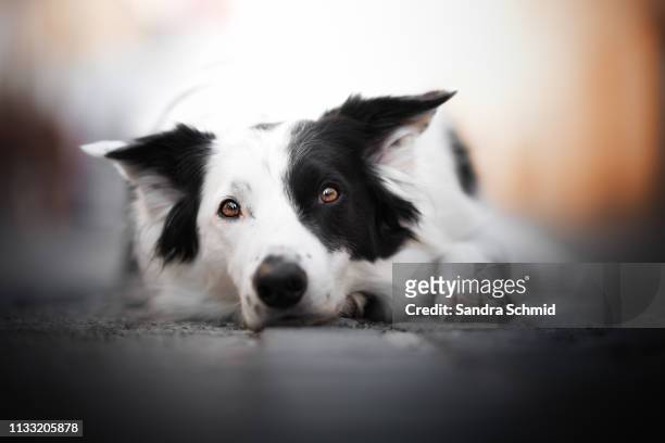 border collie portrait - in bodenhöhe stock pictures, royalty-free photos & images