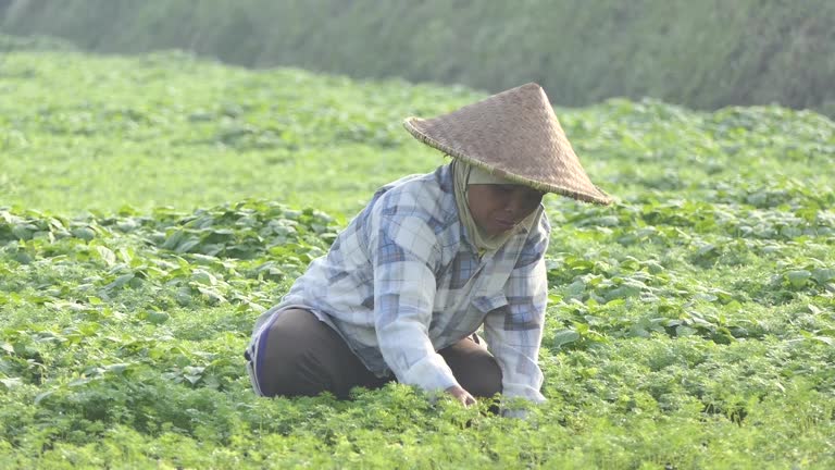 Farmer Java 1,981 Farmer Indonesia Stock Videos, Footage, & 4K Video Clips - Getty ...