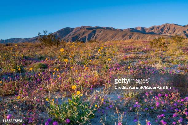 General views of the California desert super bloom taking place in Anza-Borrego on March 27, 2019 in Borrego Springs, California.