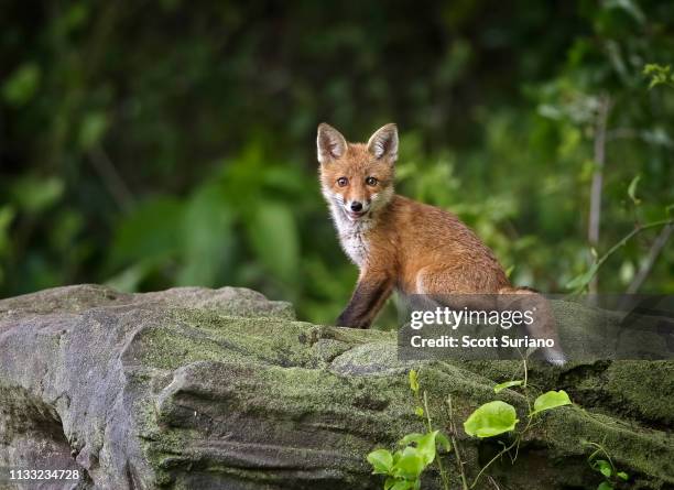 smiley fox kit - fox pup stock pictures, royalty-free photos & images