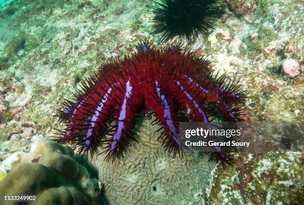 a crown-of-thorns starfish feeding on hard coral - acanthaster planci stock pictures, royalty-free photos & images