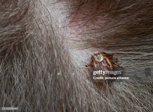 March 2019, Brandenburg, Sieversdorf: A tick has bitten its way into the skin of a dog. Photo: Patrick Pleul/dpa-Zentralbild/ZB