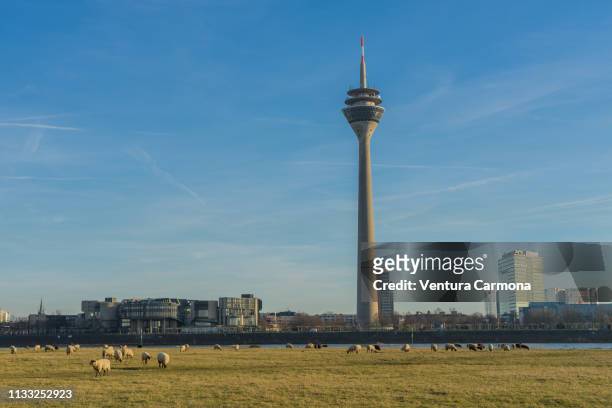 flock of sheep in düsseldorf, germany - sendeturm stock pictures, royalty-free photos & images