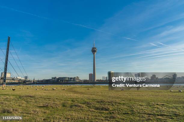 flock of sheep in düsseldorf, germany - sendeturm stock pictures, royalty-free photos & images