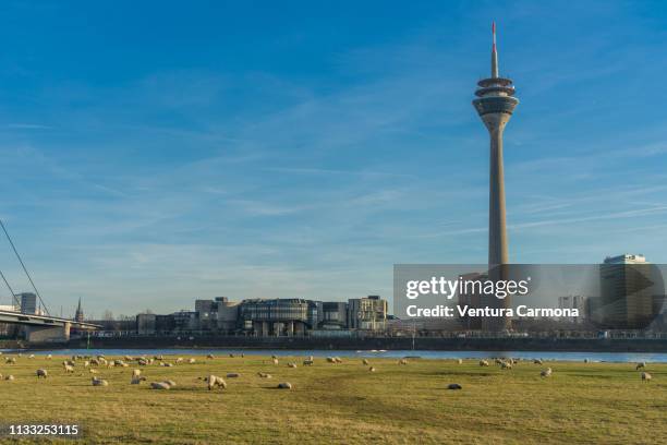 flock of sheep in düsseldorf, germany - sendeturm stock pictures, royalty-free photos & images