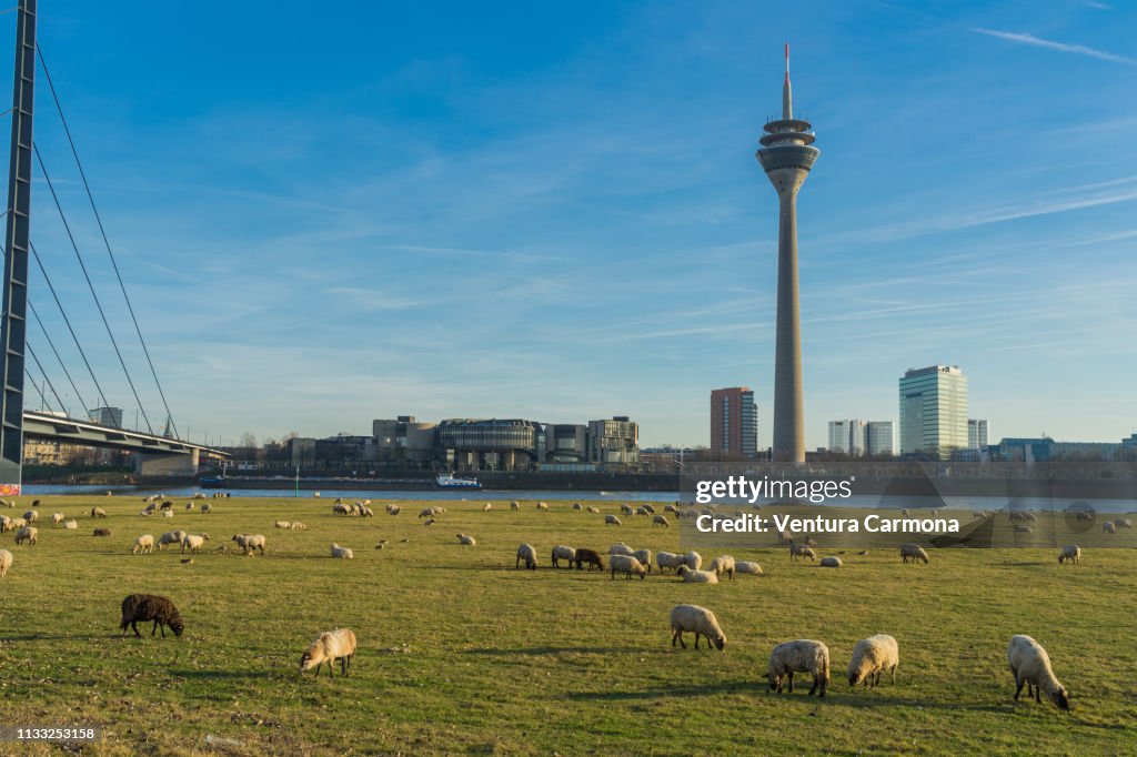 Flock of sheep in Düsseldorf, Germany