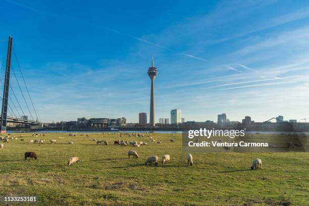 flock of sheep in düsseldorf, germany - tiergruppe - fotografias e filmes do acervo