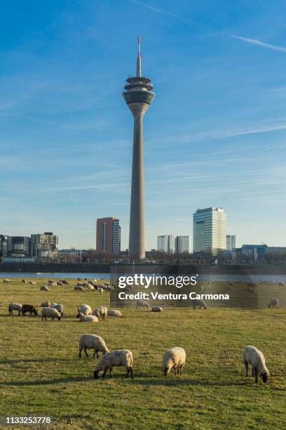 flock of sheep in düsseldorf, germany - sendeturm foto e immagini stock