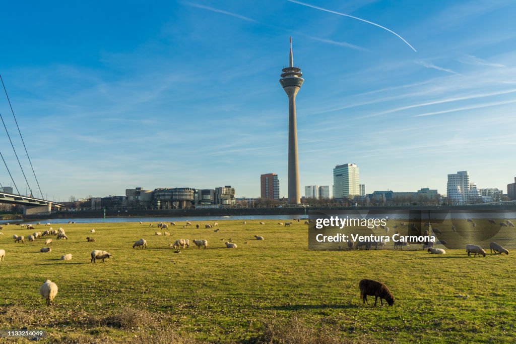 Flock of sheep in Düsseldorf, Germany