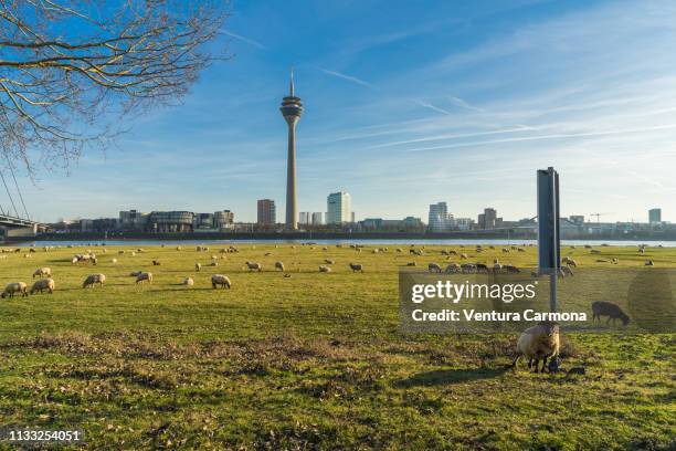 flock of sheep in düsseldorf, germany - sendeturm stockfoto's en -beelden