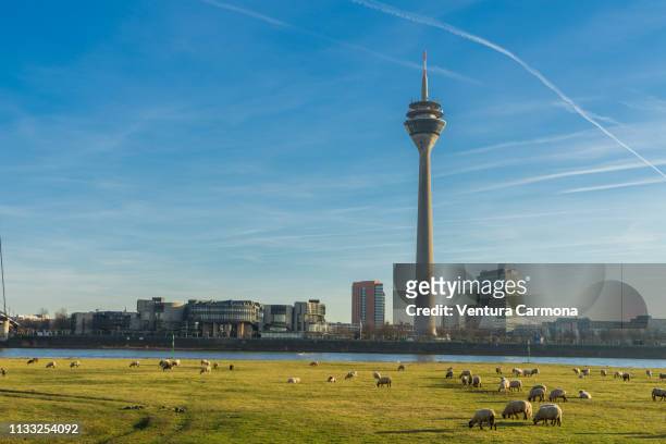 flock of sheep in düsseldorf, germany - stadtsilhouette stock pictures, royalty-free photos & images