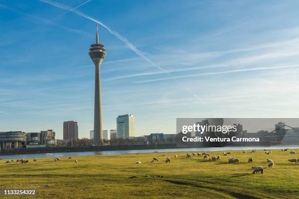 flock of sheep in düsseldorf, germany - sendeturm stockfoto's en -beelden