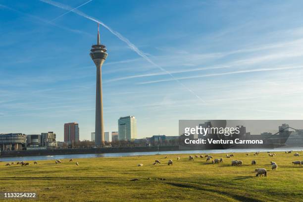 flock of sheep in düsseldorf, germany - stadtsilhouette stock pictures, royalty-free photos & images