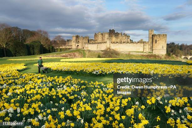 Gardner Rob Ternent pushes his wheelbarrow through a sea of daffodils at Alnwick Castle in Northumberland. PA Photo Owen Humphreys