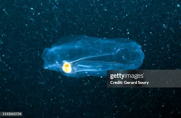 part of plankton, a giant salp is swimming in the darkness, below the surface of the ocean - plankton stock pictures, royalty-free photos & images