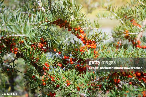 close up view of sea buckthorn. - buckthorn stock pictures, royalty-free photos & images