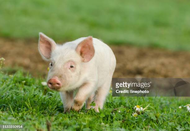 北欧のフィールドに行く小さな甘いデンマークの子豚 - 子豚 ストックフォトと画像