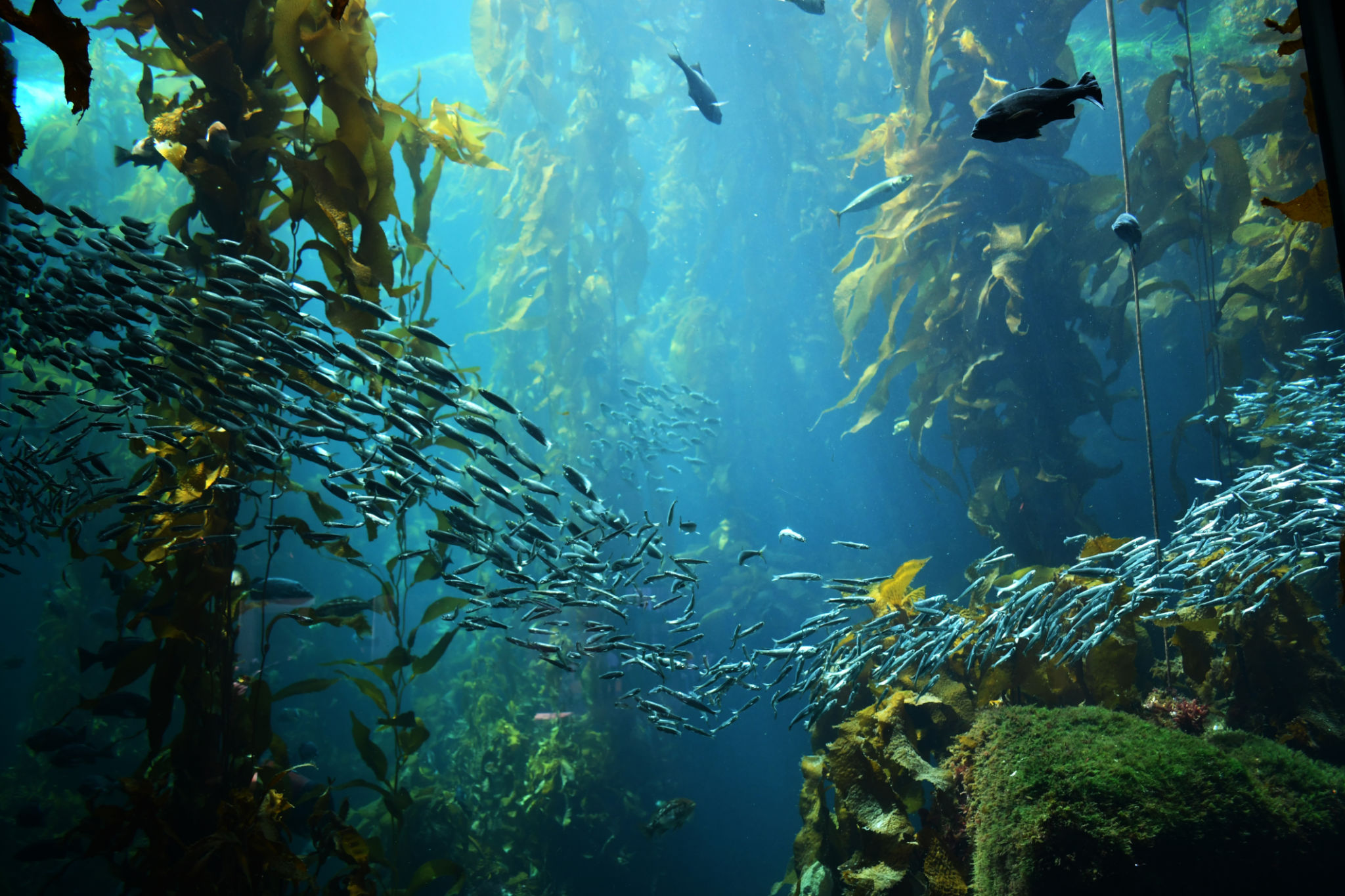 marine ecosystem