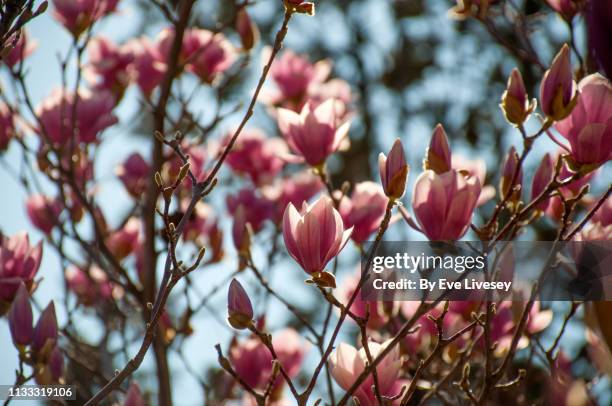 magnolia soulangeana 'rustica rubra' flowers - magnolia soulangeana fotografías e imágenes de stock