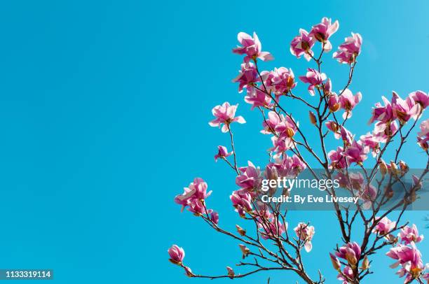 magnolia soulangeana 'rustica rubra' flowers - blossom stock pictures, royalty-free photos & images
