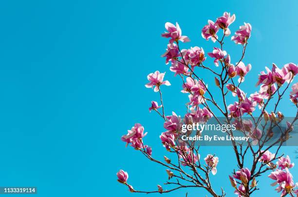 magnolia soulangeana 'rustica rubra' flowers - bud opening stock pictures, royalty-free photos & images