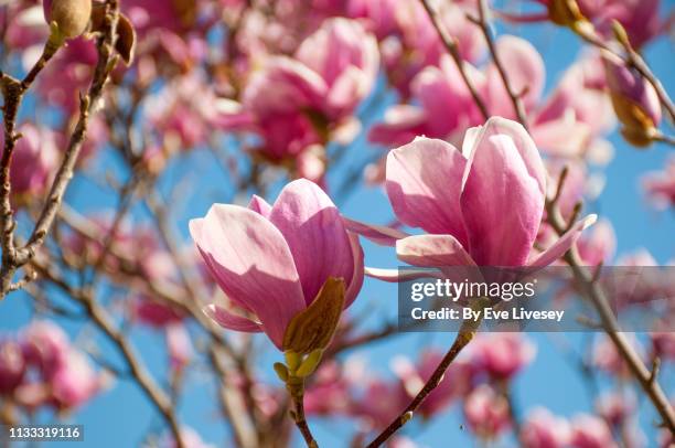 magnolia soulangeana 'rustica rubra' flowers - magnolia soulangeana fotografías e imágenes de stock