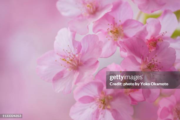 kawazu sakura flower - マクロ撮影 fotografías e imágenes de stock
