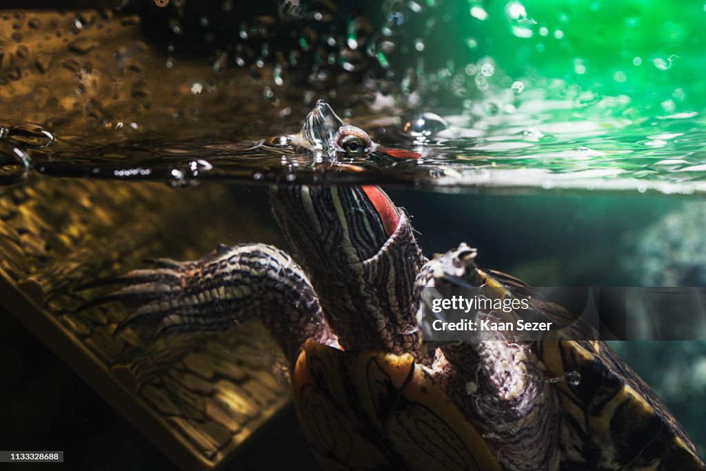 Pet turtle red-eared slider or Trachemys scripta elegans in aquarium