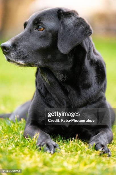 black labrador - tierkopf 個照片及圖片檔