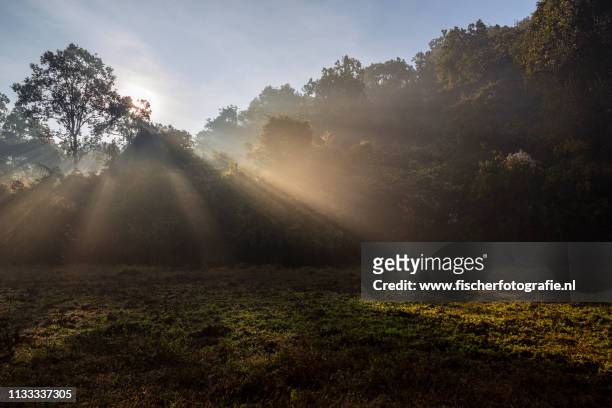 light rays during sunrise in remote odisha - buiten de steden gelegen gebied stock pictures, royalty-free photos & images