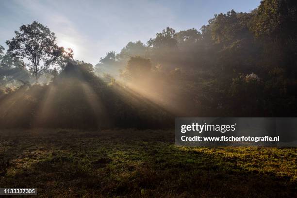 light rays during sunrise in remote odisha - regenwoud - fotografias e filmes do acervo