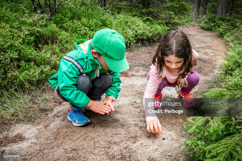 Niños pequeños y niñas sentados en el terreno forestal explorando y aprendiendo sobre la naturaleza y los insectos. Mirando un bicho negro.