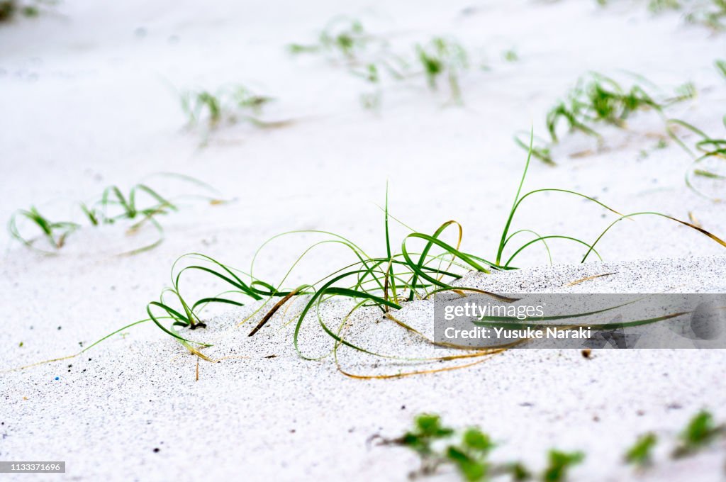 Grass on White Sand