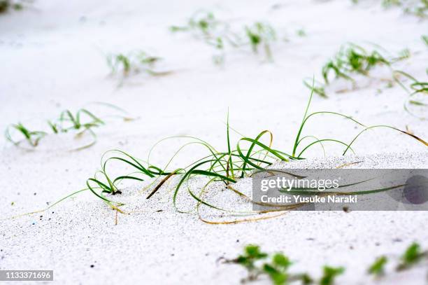 Grass On White Sand, Foto de stock