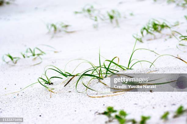 grass on white sand - scarce imagens e fotografias de stock