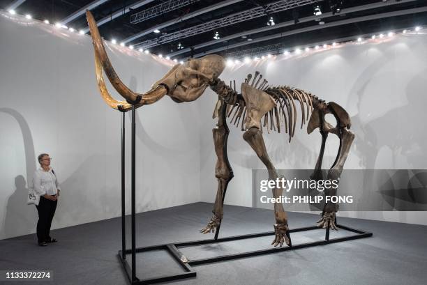 Visitor looks at the woolly mammoth skeleton, estimated at 319,000 - 447,000 USD during Sotheby's Hong Kong Spring sales media tour in Hong Kong on...