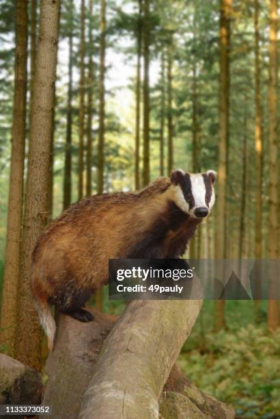 european badger is standing on a tree stump. - badger stock pictures, royalty-free photos & images