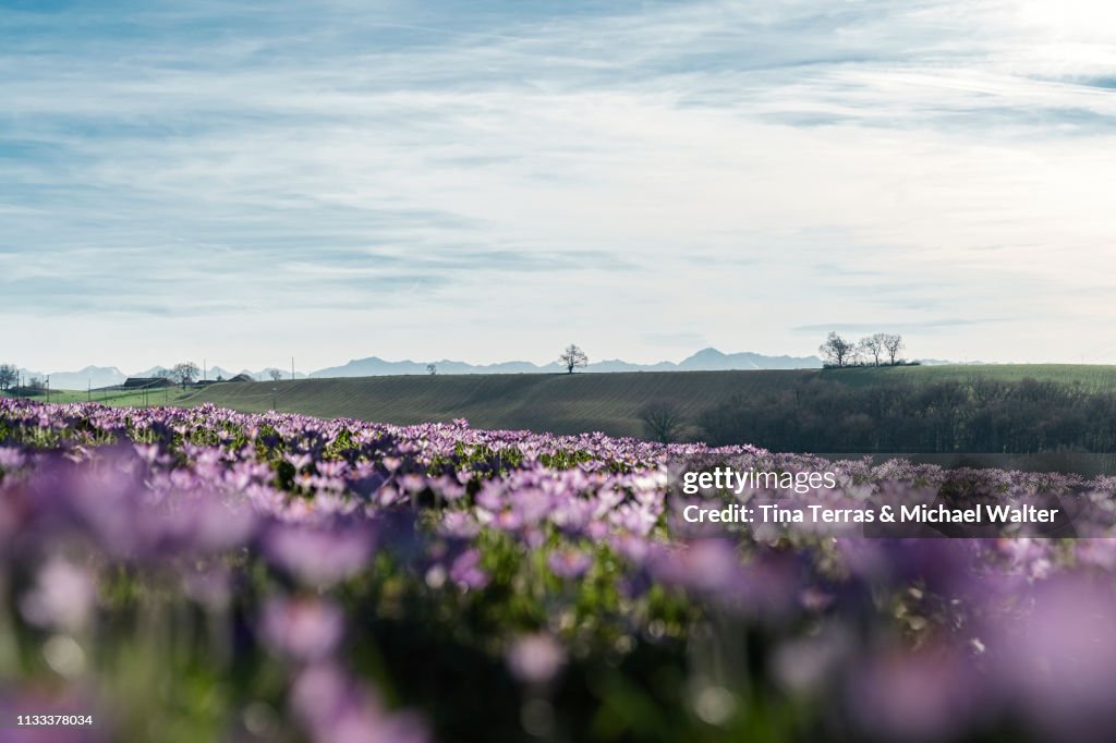 Crocus flowers in a french landscape. Pyrenees in the background.