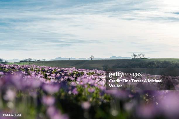 crocus flowers in a french landscape. pyrenees in the background. - wildblume ストックフォトと画像