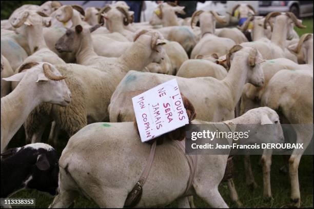 Opponents To Reintroduction Of Bears In The Pyrenees Demonstrate In Bagneres-De-Bigorre - On May 13Th, 2006 - In Bagneres De Bigorre, France - Here,...