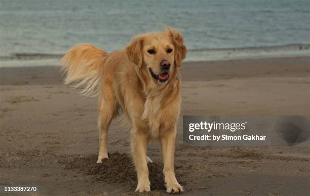 golden retriever on beach - golden retriever stock pictures, royalty-free photos & images
