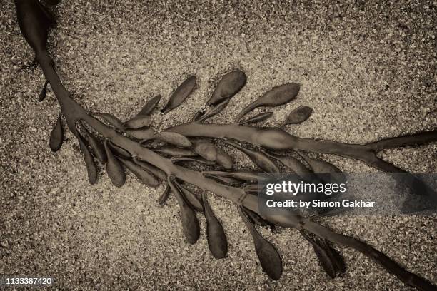bladder wrack seaweed macro - northumberland stock pictures, royalty-free photos & images