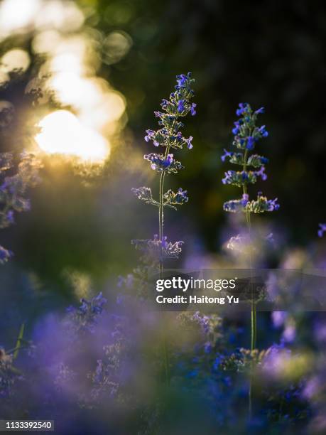 nepeta six hills giant - catmint stock pictures, royalty-free photos & images