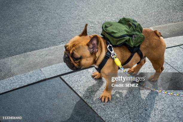 french bulldog - perro adiestrado fotografías e imágenes de stock