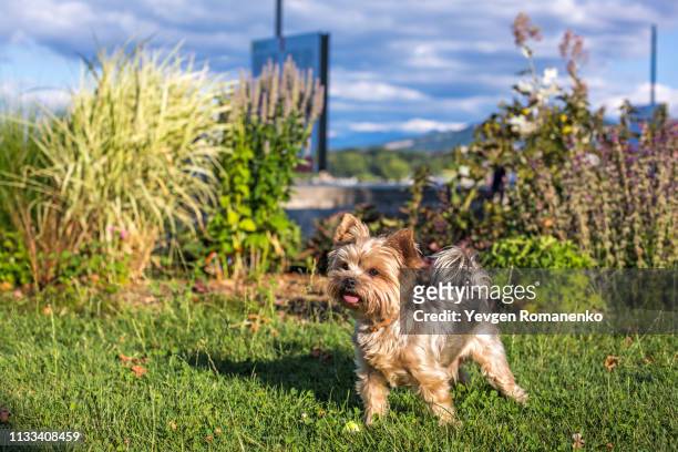 yorkshire terrier dog on the green grass - yorkshire terrier stock pictures, royalty-free photos & images